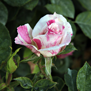 Pоза Берлингот - бяло - розов - Рози Флорибунда